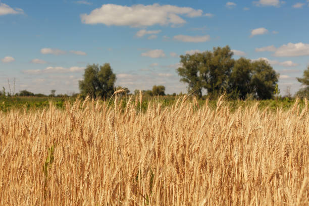 istock field of wheat 1005438930