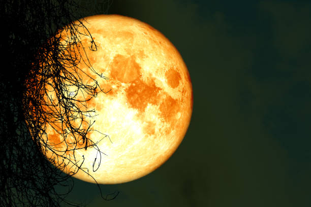 istock full harvest moon back silhouette dry tree in night sky 1005444736