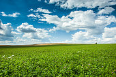 Green large clover field