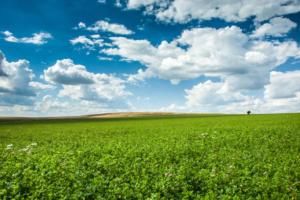 green large clover field - poland rural scene scenics pasture imagens e fotografias de stock