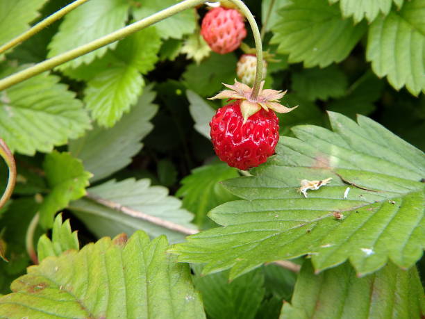 istock Wild strawberry plant with green leafs and ripe red fruit 1005453356