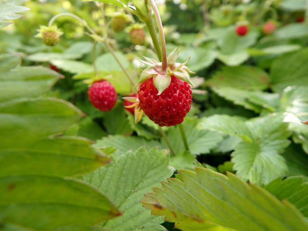 istock Wild strawberry plant with green leafs and ripe red fruit 1005453390