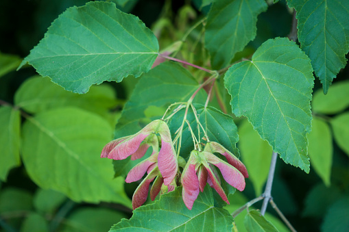 Branch of maple (Acer Davidii) with green leaves and red winged seeds