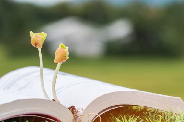 istock Education Agriculture for learning concept. Young plants seeding growing on textbook, Ideas of new development for business study in future. Back to school 1005454878