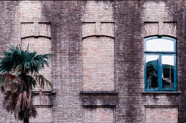 Old brick wall with three windows, two false, one with glass and blue color frame, small palm near building. Toned with retro filter. Abstract vintage style architecture background. Batumi, Georgia.