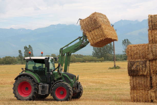 Hay tractor stacking hay bales stock photo