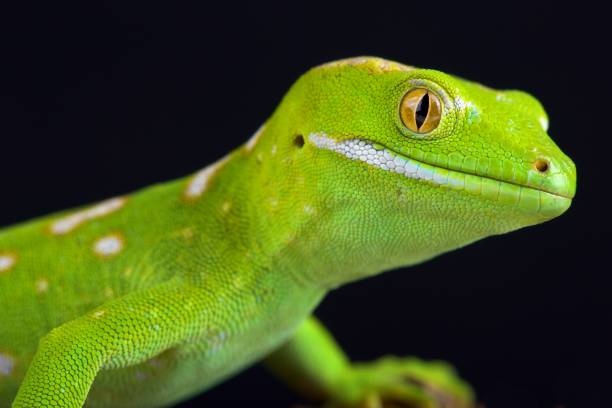 istock Northland green gecko (Naultinus grayii ) 1005459578