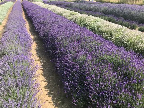 Row of lavender plants growing in a field. Varying shades of purples, whites and greens.