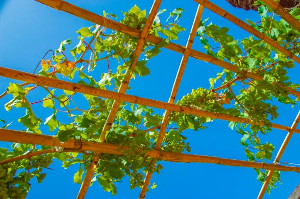istock Grapes with green leaves on a bamboo arbor with blue sky 1005462796