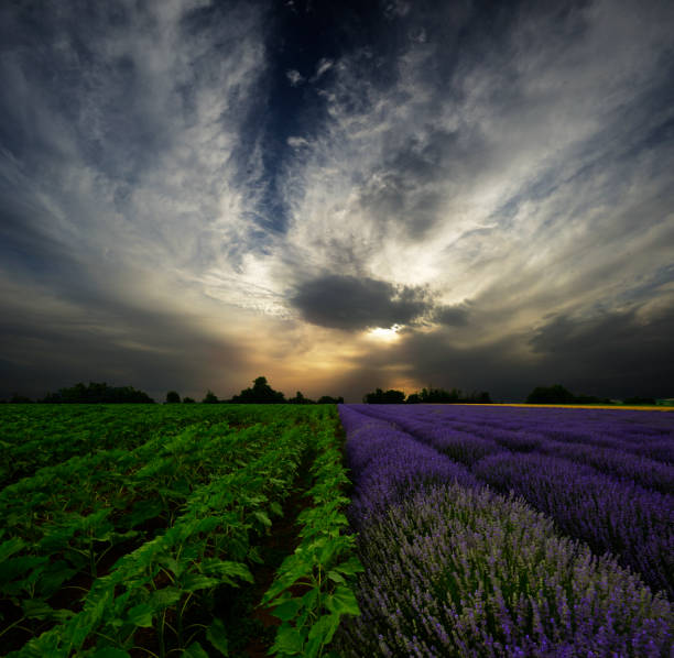 istock Lavender and little sunflowers fields at sunset 1005465972