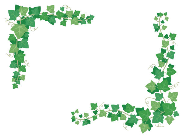 illustrations, cliparts, dessins animés et icônes de les feuilles de lierre vert sur les coins du cadre. plantes de raisins décoratifs suspendus sur le mur du jardin. illustration vectorielle de cadres floral decoration - ivy leaf
