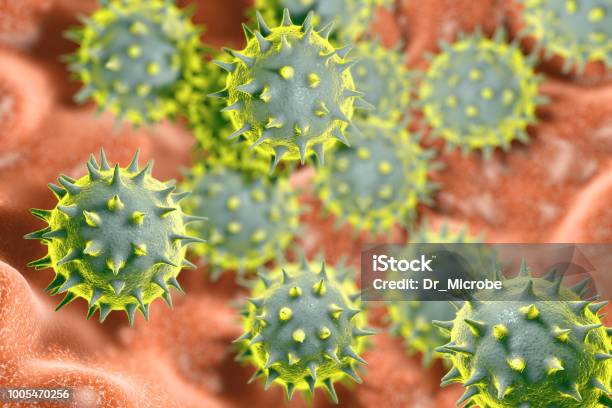 Pollenkörner Von Hibiscus Rosasinensis Blume Stockfoto und mehr Bilder von Pollen - Pollen, Vergrößerung, Mikroskop