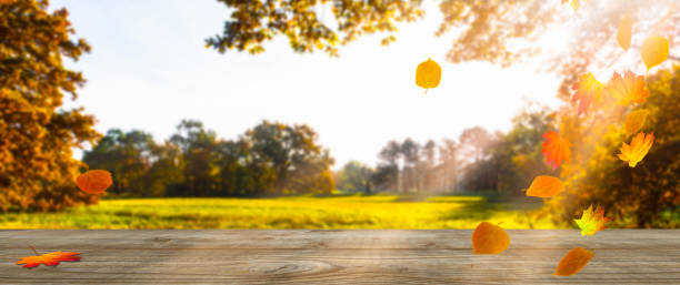 istock autumnal background with wooden tabletop 1005473152