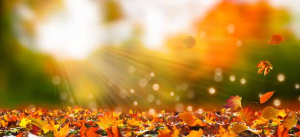 leaf fall in idyllic landscape leaf fall in idyllic landscape indian summer stock pictures, royalty-free photos & images