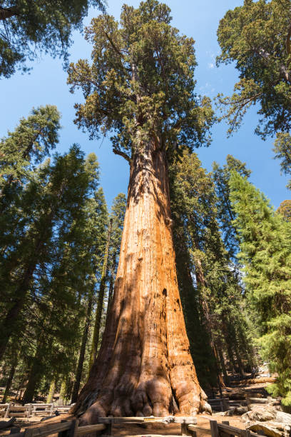 istock General Sherman tree which is the largest tree in the world in Giant Forest in Sequoia National park, United states of America 1005474194