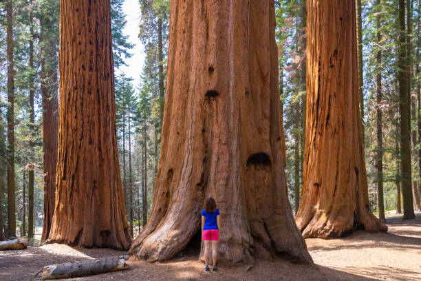 istock Young woman is standing under the three Giant Sequoia trees in afternoon light in Sequoia National park, United states of America 1005474968