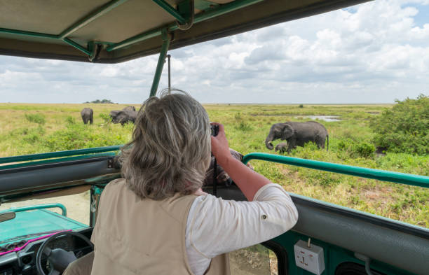 donna che fotografa elefanti in jeep safari, africa - parco nazionale del serengeti foto e immagini stock