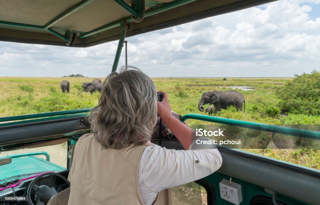 Woman photographing elephants in safari jeep, Africa Woman in safari jeep taking picture of elephants, Africa, Serengeti national park. Camera on bean bag. Senior Adult Stock Photo