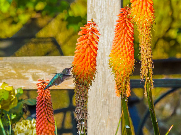 hummingbird feeding on red hot pokers - bird hummingbird flying annas hummingbird imagens e fotografias de stock