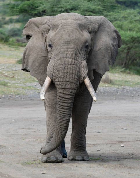 istock Big male Elephant walking, Africa 1005477338