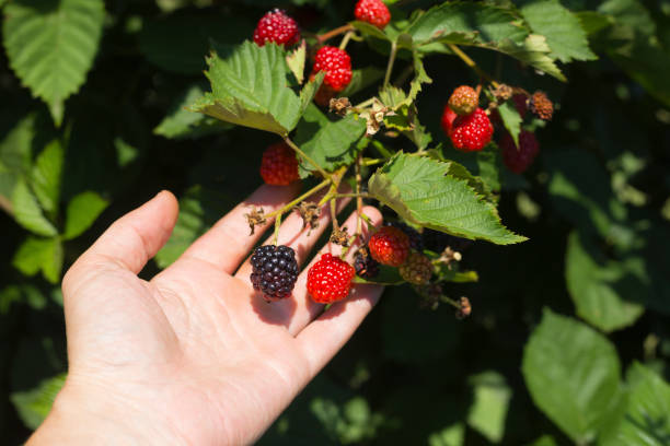istock Human hand picking up blackberry fruit at blackberry bush 1005480582