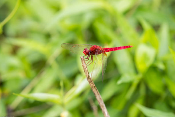 istock Portrait of dragonfly - Crimson Dropwing (male) (Trithemis aurora) 1005483122