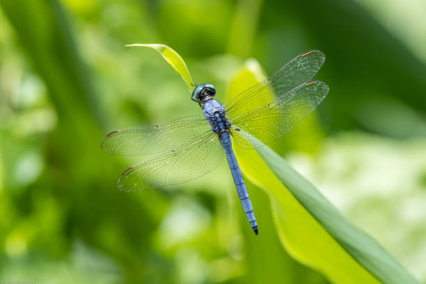 istock Portrait of dragonfly - Marsh Skimmer (Orthetrum luzonicum) 1005483190