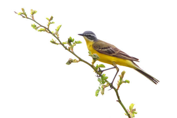 istock Schafstelze  * Wagtail  *Motacilla flava 1005483272
