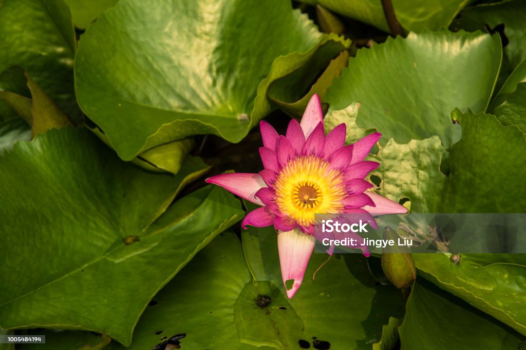Close-up of a water lily in the green This photo focused on a water lily blooming in green leaves, featuring its large floral disk, pink petals, and the yellow stamens inside. Beauty In Nature Stock Photo