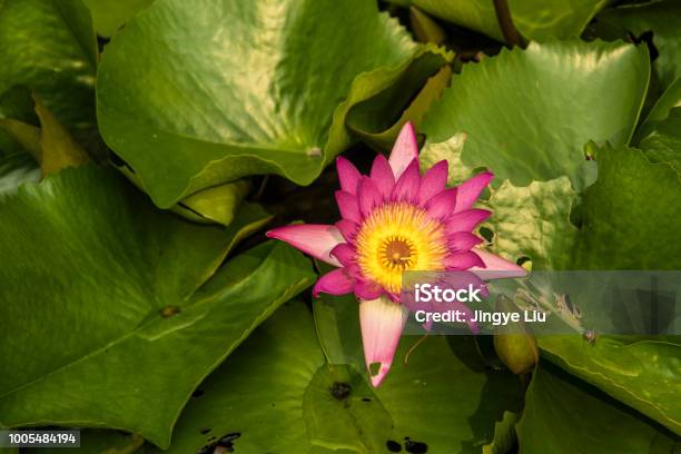 Closeup Of A Water Lily In The Green Stock Photo - Download Image Now - Beauty In Nature, Campus, China - East Asia