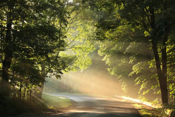 istock Country road at sunrise 1005484226
