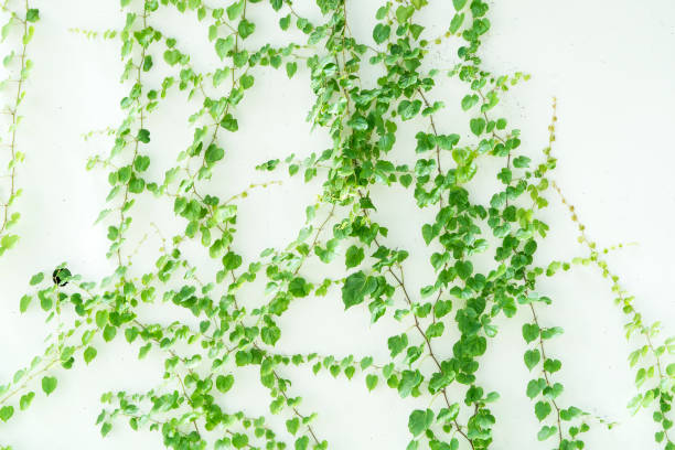 istock ivy leaves isolated on white 1005486410