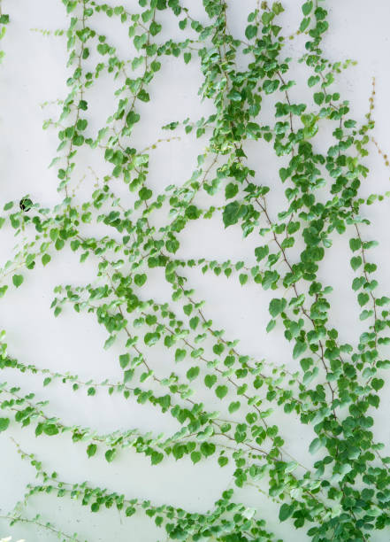 istock ivy leaves isolated on white 1005486490