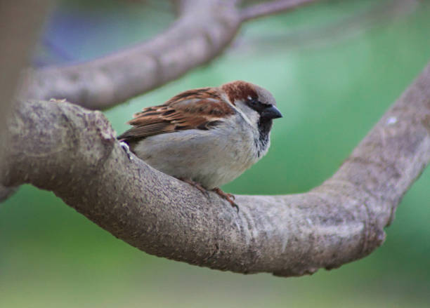 istock Birds of Paris 1005486662