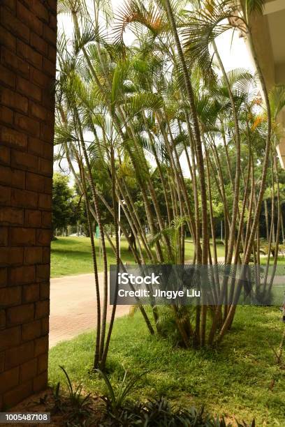 Tropical Plants Near The Wall Stock Photo - Download Image Now - Campus, China - East Asia, Day