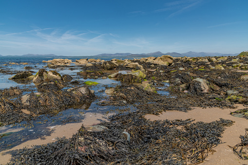 A view out to sea over kelp covered rocks towards distant hills at llandanwg North Wales