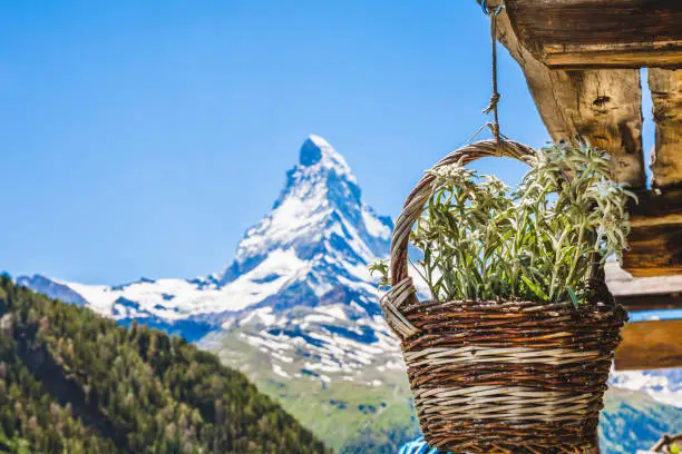 Bouquet of Edelweiss and Matterhorn in the background, Zermatt, Valais Canton,Switzerland