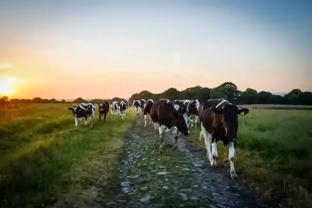 Cattle heading home at sunset
