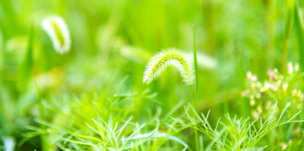 Foxtail field in the nature