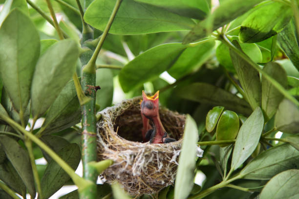 istock He is a little bird Zosterops japonicus 1005499128
