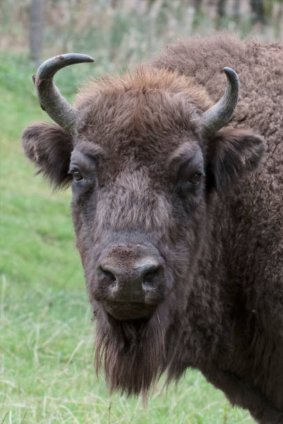 istock Wiesent * Bison Bonasus * European Bison 1005499828