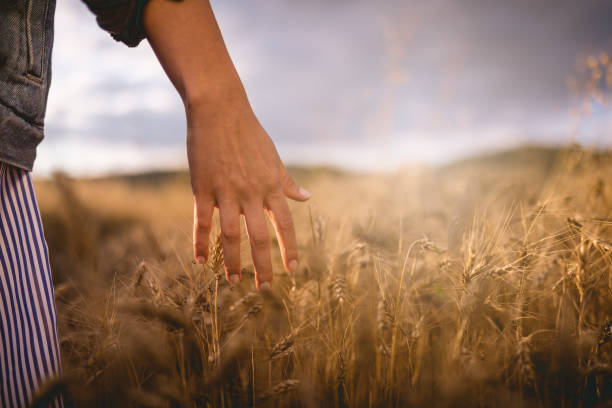 istock Hand brushing a golden grass in late summer 1005499960