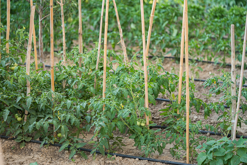 Tomatoes growing on the branches