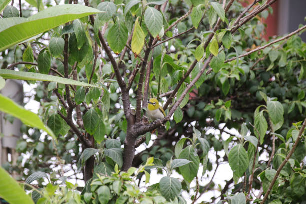 istock He is a little bird Zosterops japonicus 1005500068