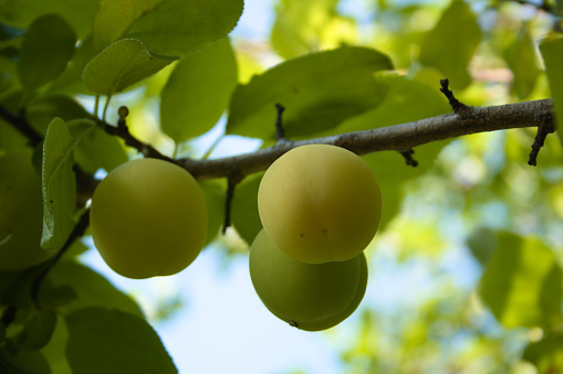 ripe greengage on branch in front of sky among green leaves