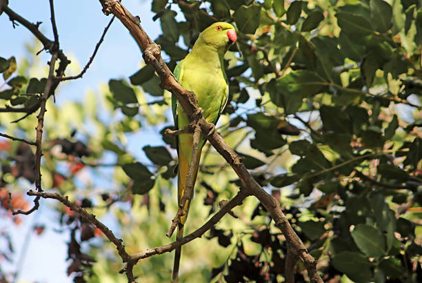 Bright green parrot, Rose-ringed Parakeet, Psittacula krameri on the tree Bright green parrot, Rose-ringed Parakeet, Psittacula krameri on the tree krameri stock pictures, royalty-free photos & images