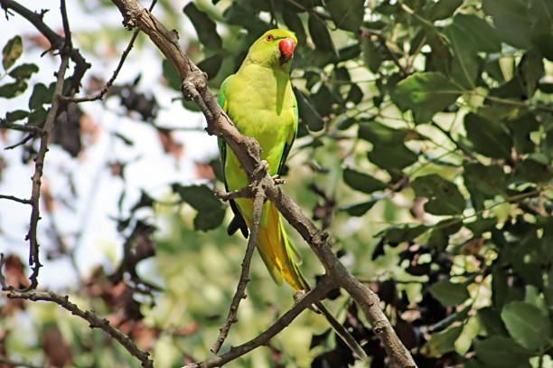 Bright green parrot, Rose-ringed Parakeet, Psittacula krameri on the tree Bright green parrot, Rose-ringed Parakeet, Psittacula krameri on the tree krameri stock pictures, royalty-free photos & images