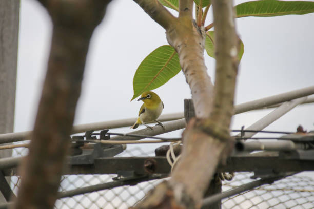 istock He is a little bird Zosterops japonicus 1005500460