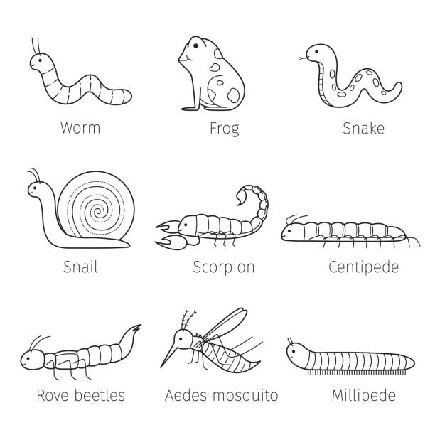 ilustrações, clipart, desenhos animados e ícones de conjunto de animais na estação chuvosa, estrutura de tópicos - centipede poisonous organism toxic substance insect