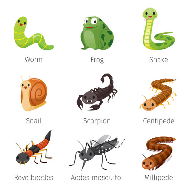 ilustrações, clipart, desenhos animados e ícones de conjunto de animais na estação chuvosa - centipede poisonous organism toxic substance insect